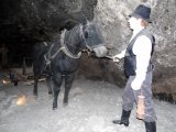  Konie używane do transportu soli na dole kopalni         